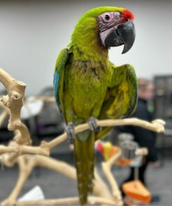 Buffon Macaw Parrots