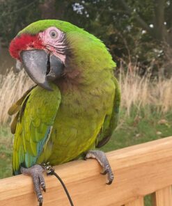 Buffon Macaw Parrots