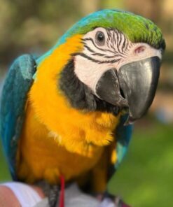 Blue & Gold Macaw Parrot