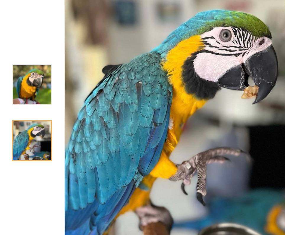 "Vibrant Blue & Gold Macaw Parrot – Stunning Exotic Bird with Bright Blue Feathers, Golden Chest, and Intelligent Personality. Perfect for Bird Lovers & Avian Enthusiasts!"