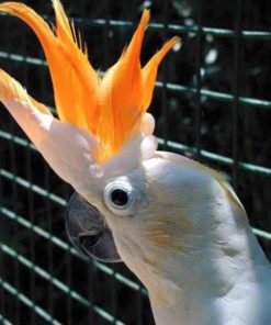 Victorine-Citron crested Cockatoo Parrots