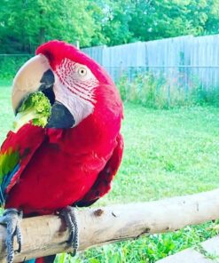 Green-Winged Macaw Parrots