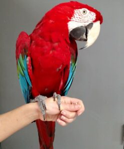 Green-Winged Macaw Parrots