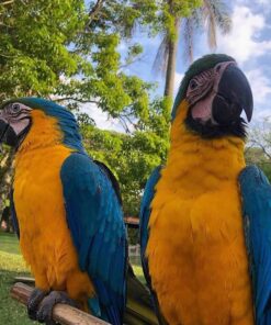 Blue & Gold Macaw Parrots