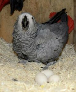 African Grey Parrot Eggs