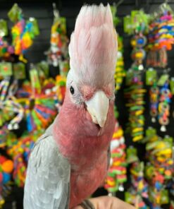 Rose Breasted Cockatoo Parrots