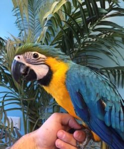 Blue & Gold Macaw Parrot