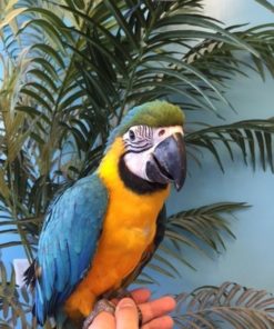 Blue & Gold Macaw Parrot