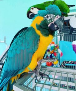 Blue-throated Macaw Parrots
