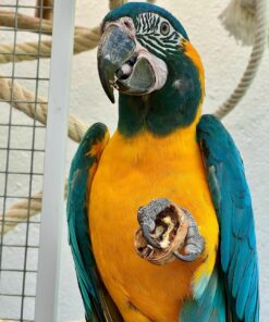 Blue-throated Macaw Parrots