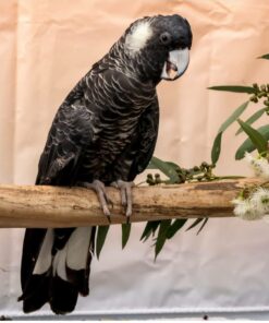 Yellow Tail Black Cockatoo Parrots