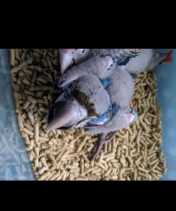 Blue & Gold Macaw Baby Parrots