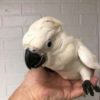 "Adorable baby Sulphur Crested Cockatoo parrots, known for their vibrant yellow crests and playful personalities, available for sale at Worldwide Exotic Parrots Farm. These friendly and intelligent birds make perfect companions for bird lovers."
