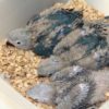 "Spix's Macaw baby parrots - vibrant blue and yellow feathers, showcasing their playful nature and adorable charm. Perfect for exotic bird enthusiasts and collectors, these rare macaws are known for their intelligence and affectionate temperament, making them ideal companions."