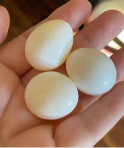 Solomon Island Eclectus Eggs