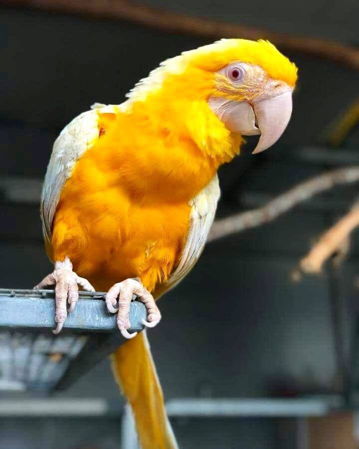 "Vibrant Lutino Macaw Parrots for Sale – Rare, Exotic, and Beautifully Colored Yellow Macaws with Intelligent and Friendly Personalities. Perfect for Bird Lovers and Breeders!"