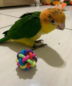 White-Bellied Caique Parrot For Sale