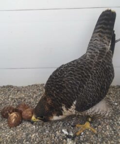 Peregrine Falcon Eggs