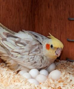 Cockatiel Eggs