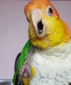 White-Bellied Caique Parrot