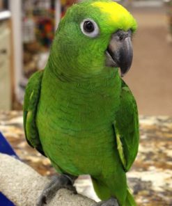Yellow Crowned Amazon Parrot