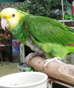Double Yellow Head Amazon Parrot For Sale