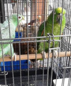 Mealy Amazon Parrot  For Sale