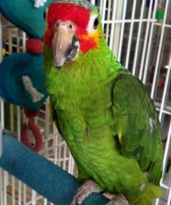 Red Lored Amazon Parrot  For Sale