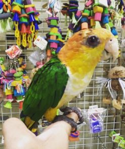 White-Bellied Caique For Sale