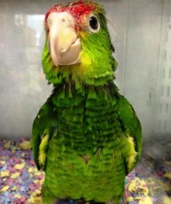 Green cheeked Amazon Parrot