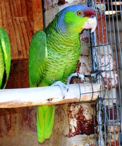 Crowned Amazon Parrot