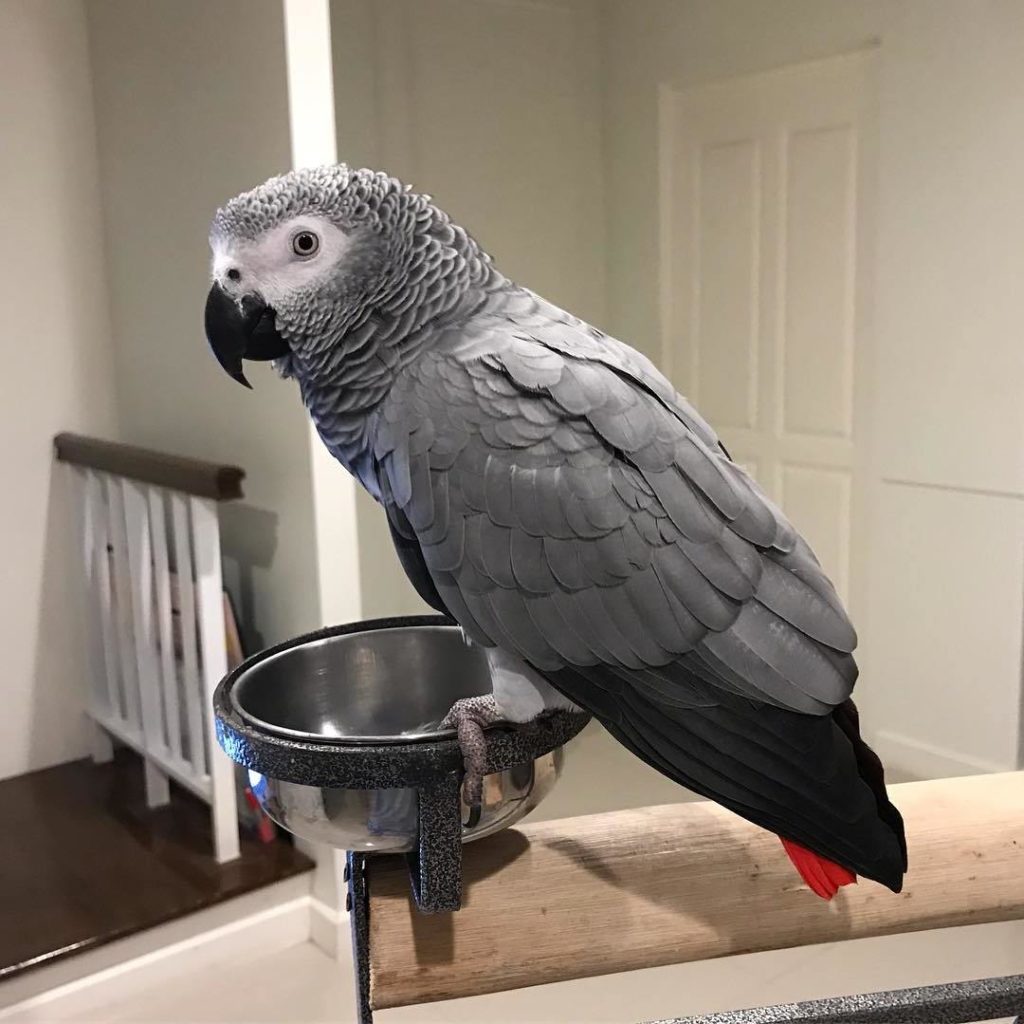 African Grey Parrot Worldwide Exotic Parrots Farm african-grey-parrot-worldwide-exotic-parrots-farm