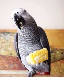 African Grey Parrots for Sale