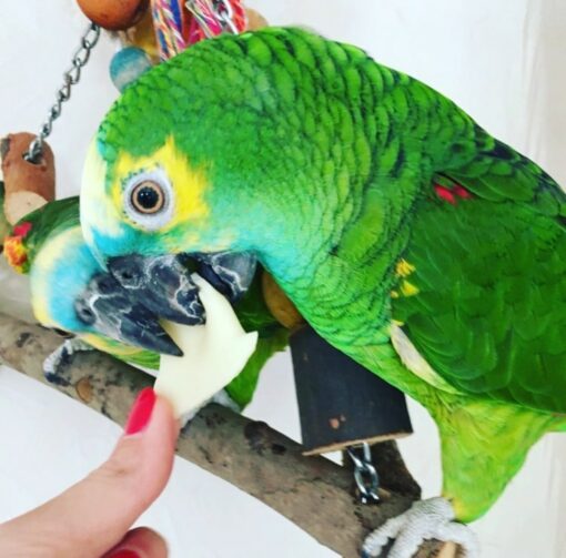 "Green Cheeked Amazon Parrot perched on a branch, showcasing vibrant green feathers, a striking red forehead, and a playful personality. This beautiful parrot is known for its affectionate nature and ability to mimic sounds, making it a popular pet choice among bird enthusiasts." Feel free to adjust it to better fit your needs!
