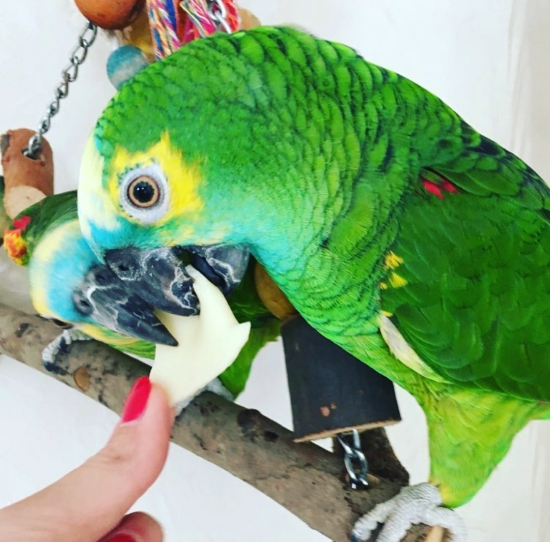 "Green Cheeked Amazon Parrot perched on a branch, showcasing vibrant green feathers, a striking red forehead, and a playful personality. This beautiful parrot is known for its affectionate nature and ability to mimic sounds, making it a popular pet choice among bird enthusiasts." Feel free to adjust it to better fit your needs!