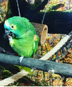 Double Yellow Head Amazon Parrot