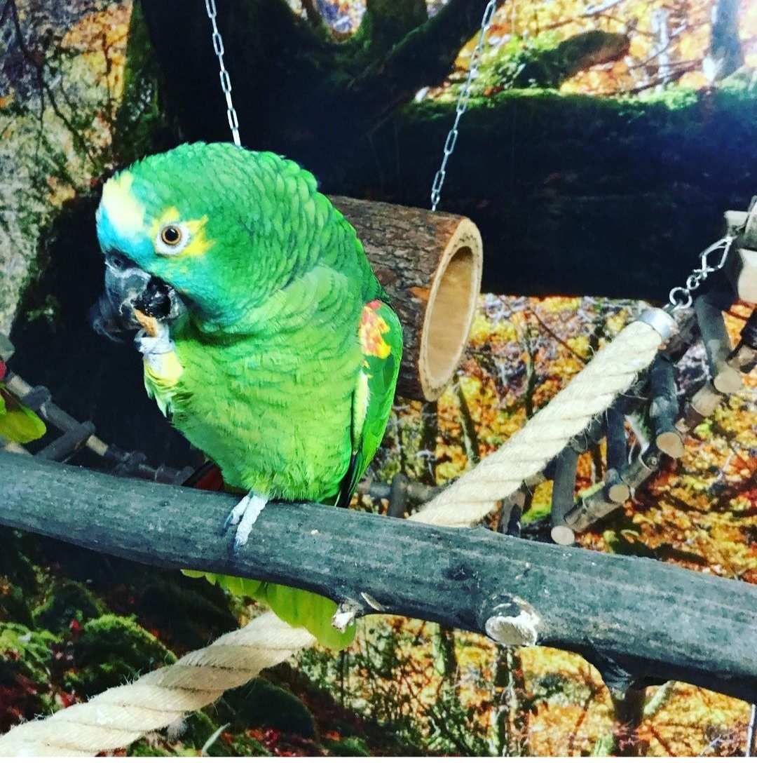 "Close-up image of a vibrant Double Yellow Head Amazon Parrot with striking green feathers and a distinctive yellow crown, showcasing its intelligent expression and colorful beak. Ideal for exotic bird enthusiasts and pet lovers interested in Amazon parrot characteristics and care."