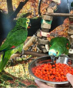 Crowned Amazon Parrot