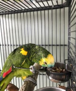 Blue Fronted Headed Amazon Parrot