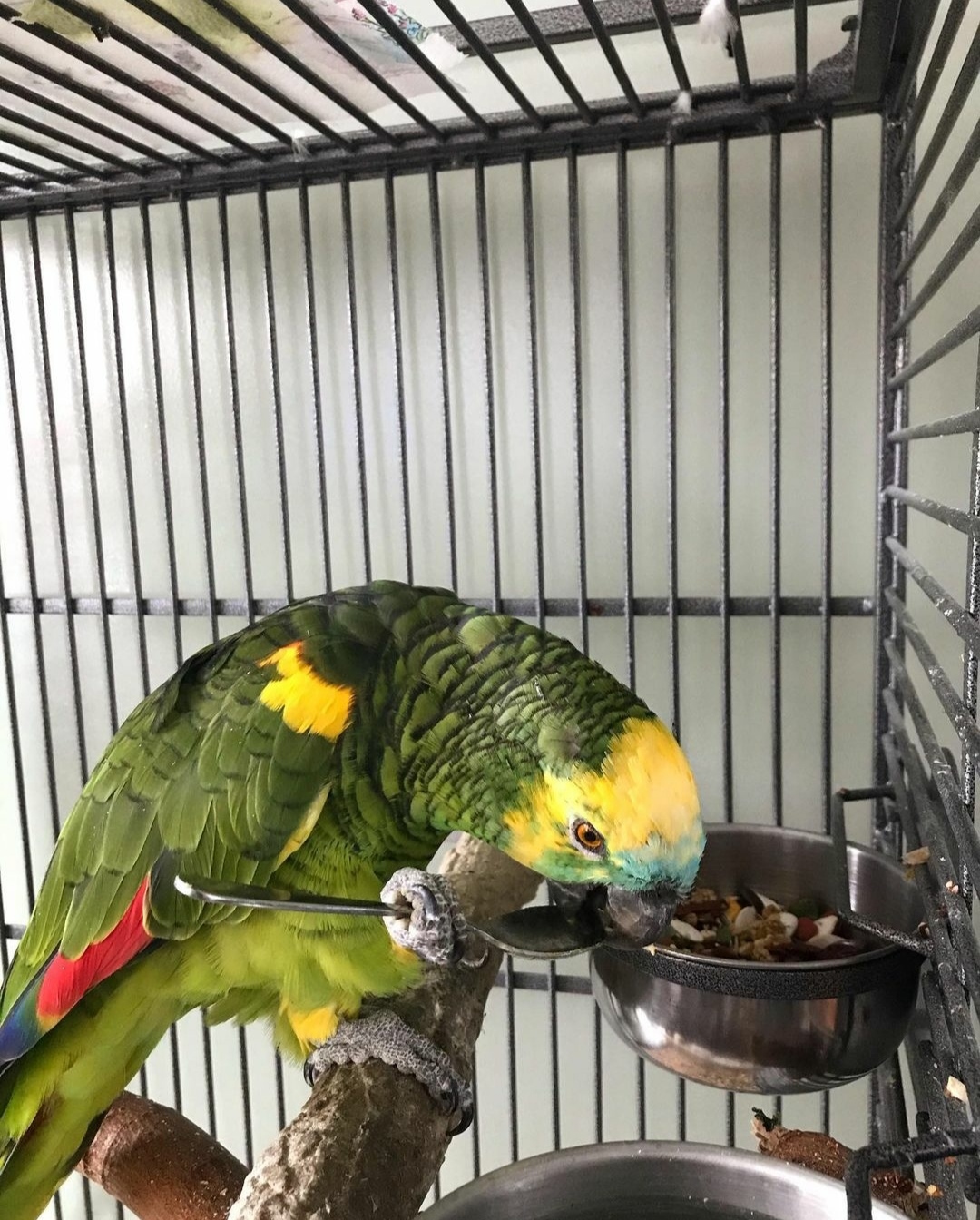 "Vibrant Blue-Fronted Amazon Parrot with striking green feathers, a bright blue forehead, and a playful personality. This intelligent exotic bird is known for its talking ability and friendly nature. Perfect for parrot enthusiasts and aviary collectors. Available for sale at Worldwide Exotic Parrots Farm."