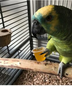 Yellow Crowned Amazon Parrot