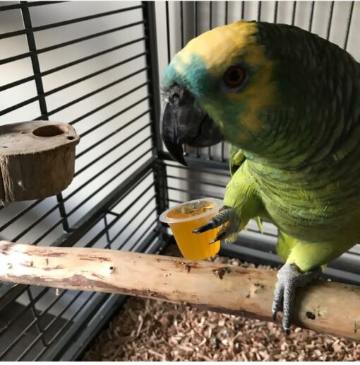 "Yellow Crowned Amazon Parrot perched on a branch, showcasing its vibrant green feathers and distinctive yellow crown. This playful and intelligent bird is known for its friendly demeanor and ability to mimic human speech, making it a popular choice among pet owners and bird enthusiasts. Ideal for articles on exotic birds, pet care, and avian species."