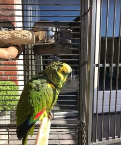 Yellow Crowned Amazon Parrot