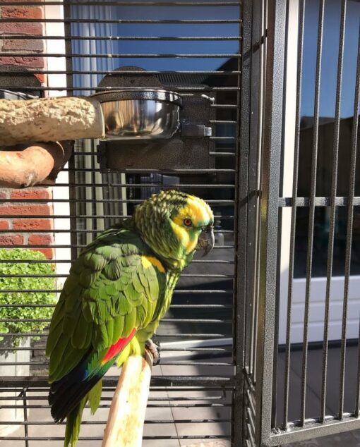 "Yellow Crowned Amazon Parrot perched on a branch, showcasing its vibrant green feathers and distinctive yellow crown. This playful and intelligent bird is known for its friendly demeanor and ability to mimic human speech, making it a popular choice among pet owners and bird enthusiasts. Ideal for articles on exotic birds, pet care, and avian species."