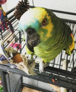 Blue Fronted Amazon Parrot