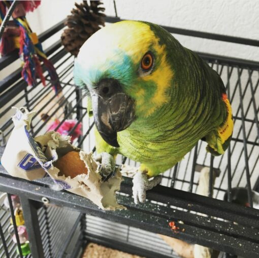 "Blue Fronted Amazon Parrot for Sale – Hand-Tamed, Intelligent, and Talking Parrot | Exotic Global Birds Farm"
