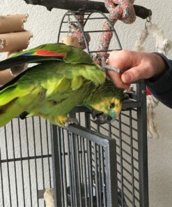 Orange Winged Amazon Parrot