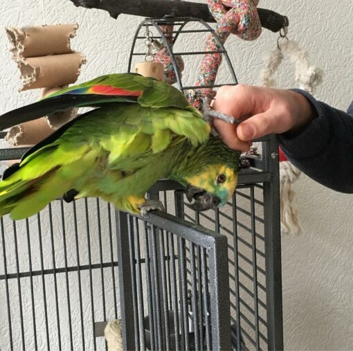 "Orange-Winged Amazon Parrot perched on a branch, showcasing vibrant green feathers, bright orange wing markings, and a playful demeanor. This exotic bird, known for its intelligence and social behavior, makes an excellent pet and companion. Ideal for bird enthusiasts and aviculture, the Orange-Winged Amazon Parrot is a stunning addition to any aviary."