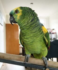 Red Lored Amazon Parrot