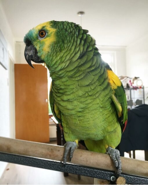 "Red Lored Amazon Parrot perched on a branch, showcasing its vibrant green feathers, distinctive red forehead, and yellow accents. This beautiful tropical bird is known for its playful personality and ability to mimic sounds, making it a popular pet among bird enthusiasts."